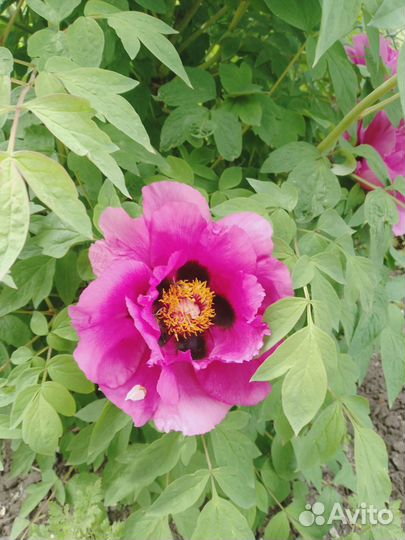 Древовидные пионы в ассортименте