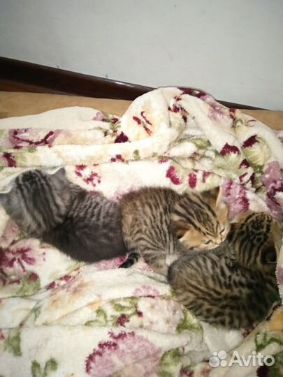 Шотландские прямоухие котята