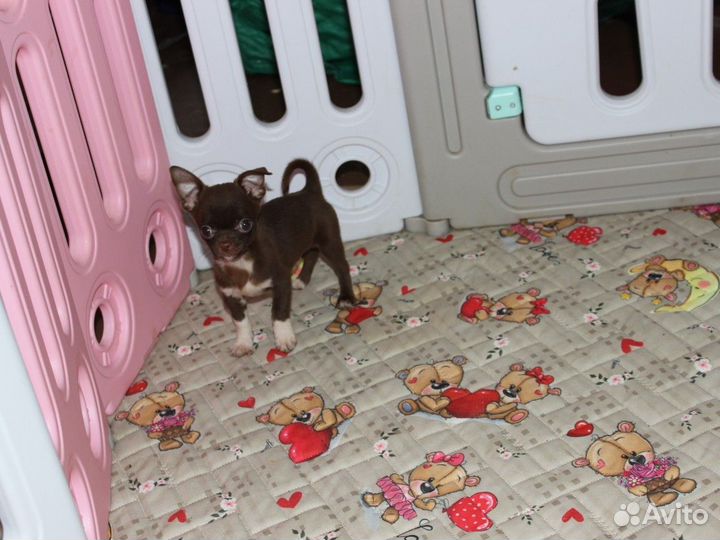 Шоколадный мини мальчик чихуахуа