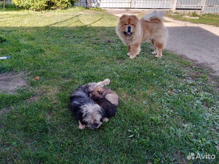 Щенки метисы