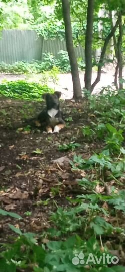 Кутята породистые