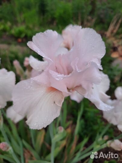 Ирис бородатый 