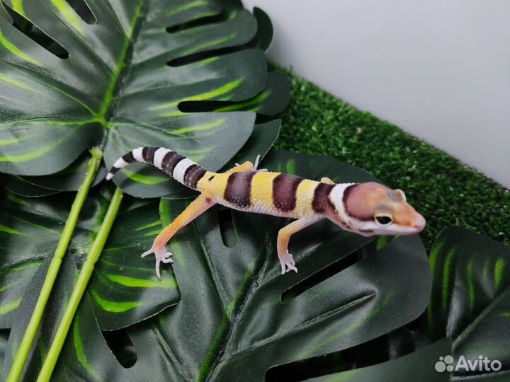 Геккон эублефар