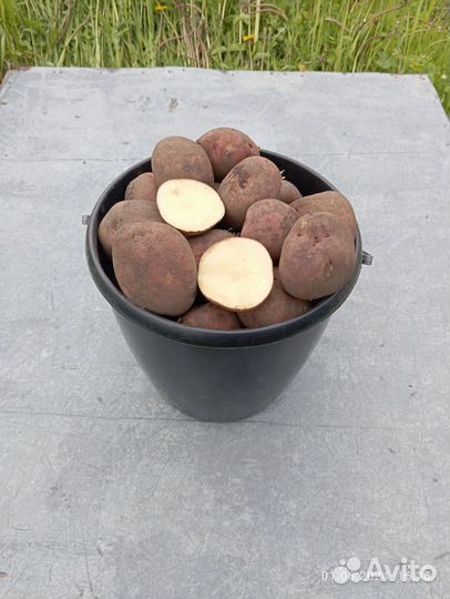 Продам картофель