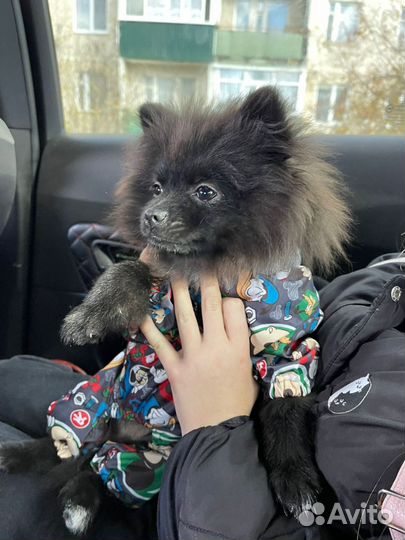 Комбинзон для маленькой собачки