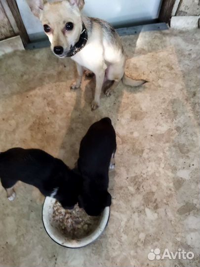 Карликовый пинчер, щенки, девочки, цена 5000