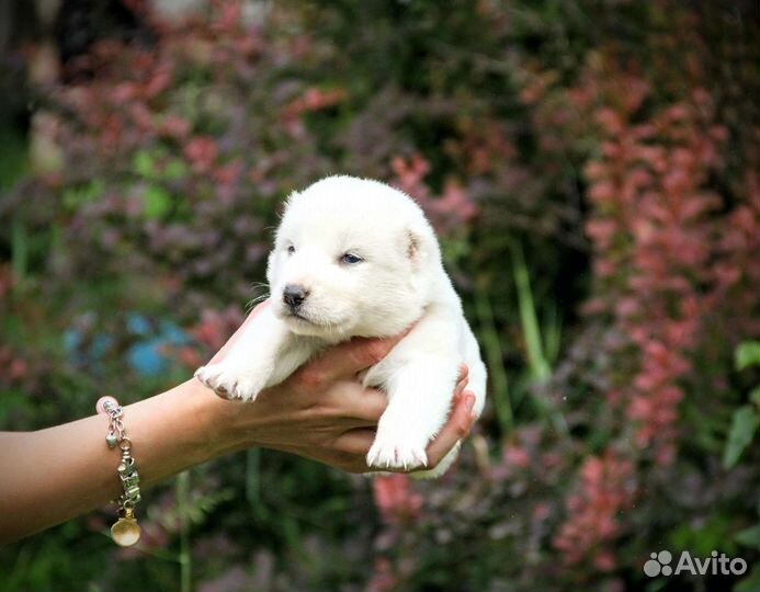 Туркменский алабай