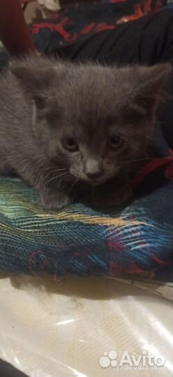 Котята в добрые руки бесплатно