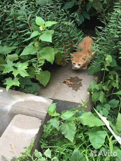 Рыжие, пушистики