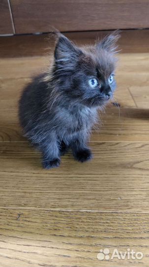 Котенок в добрые руки