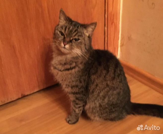 Кошка в добрые руки. Добрая кошечка Ксюша