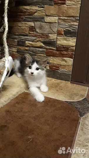 Котенок в добрые руки