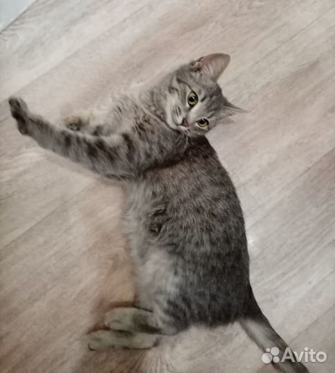 Котенок