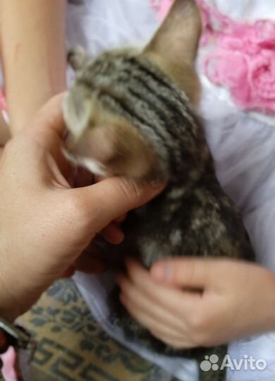 Кошка в дар бесплатно