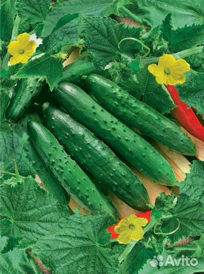 Рассада огурцов ультраранних Апрельские (куст)
