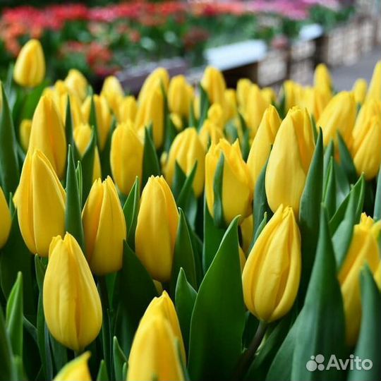 Луковицы тюльпанов 2024-2025