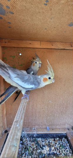 Попугай корелла