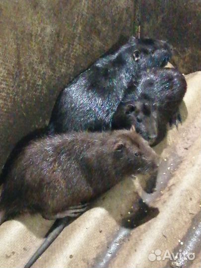 Нутрии обмен