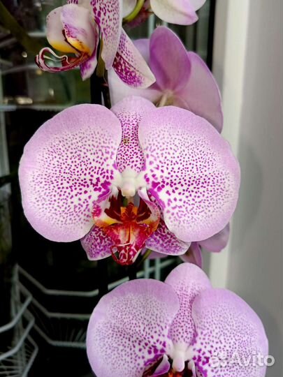 Орхидея аналог Leopard Prince Sogo Diamond.Отцвёл