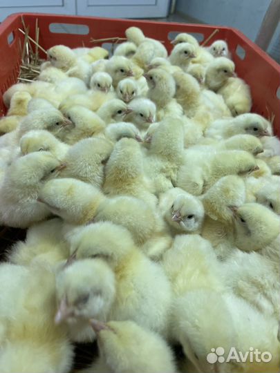 Цветной бройлер (мясояичные), бройлер, доминант