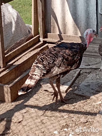 Индюшка, индюшата