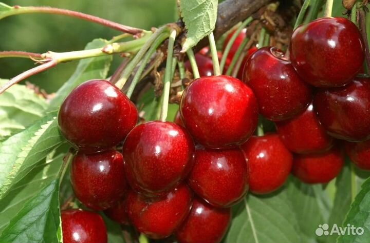 Саженцы Черешни Нью Стар