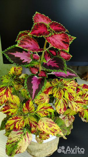 Аптения сердцелистная, колеус, герань и др