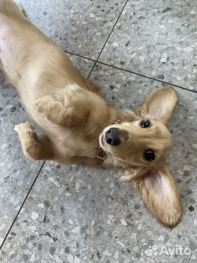 Выгульщик собак с 14 лет