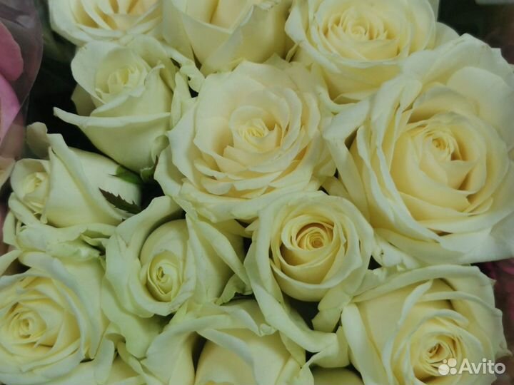 Роза 40 см Опт, мелкий опт