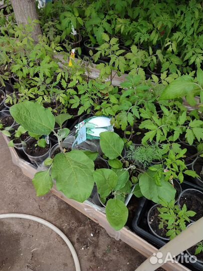 Рассада помидор, перцев, баклажан, капусты