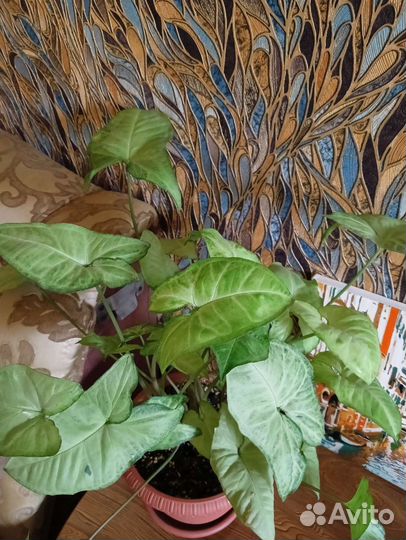 Комнатные растения