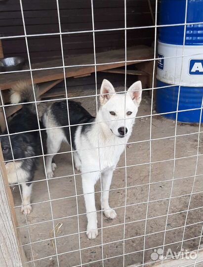 Очень красивая девочка из приюта