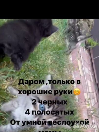 Котята в добрые руки бесплатно