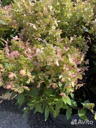 Гортинзии радостные