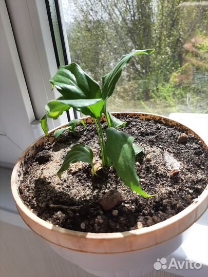 Спатифиллум