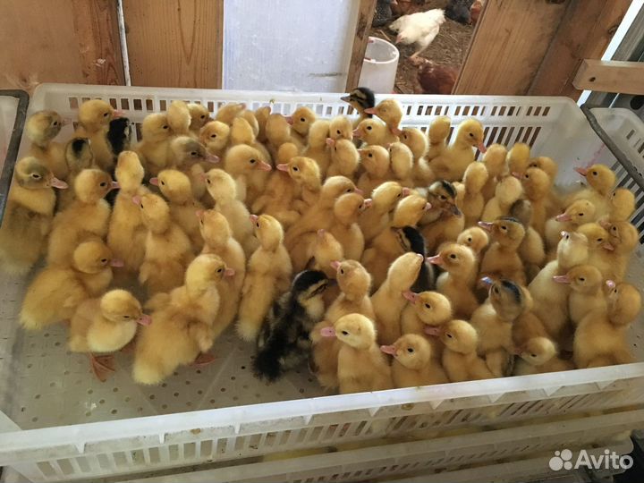 Продажа суточной и подрощенной птицы