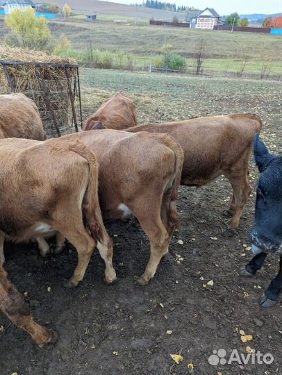 Бычки на откорм