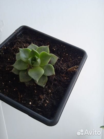 Антуриум,Сансевьера,Хлорофитум,фикус Бенджамина