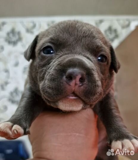 Американский булли