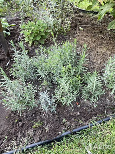 Лаванда зимостойкая