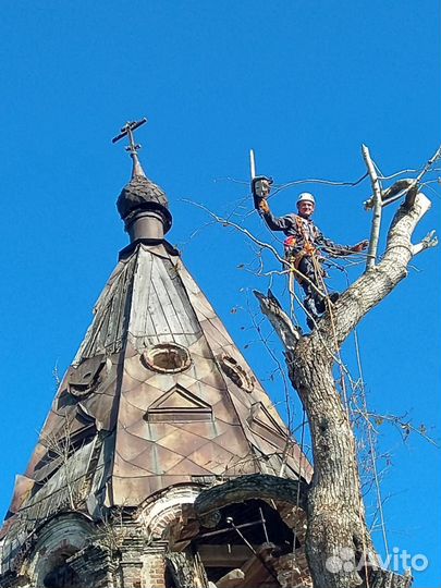 Спил опиливание деревьев