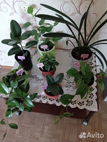 Цветы комн.в горшках