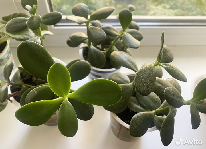 Толстянка, денежное дерево