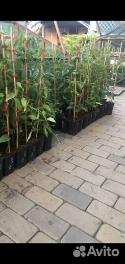 Саженцы Актинидии аргута зкс