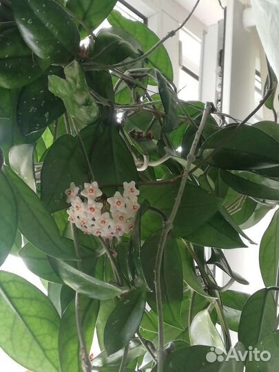 Хойя взрослая цветущая