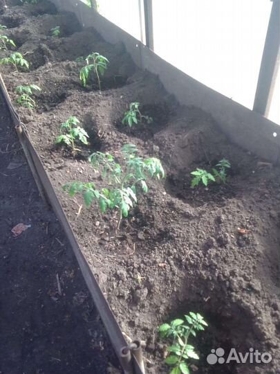 Рассада капусты