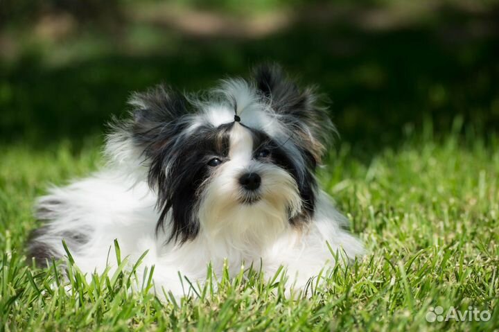 Бивер микро