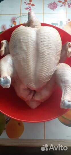Куры бройлеры тушки мясо