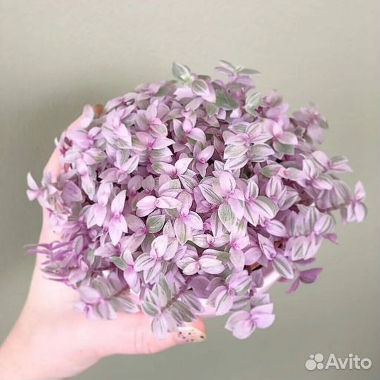 Каллизия Розовая Пантера