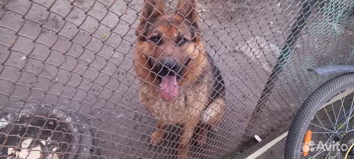 Случка собак